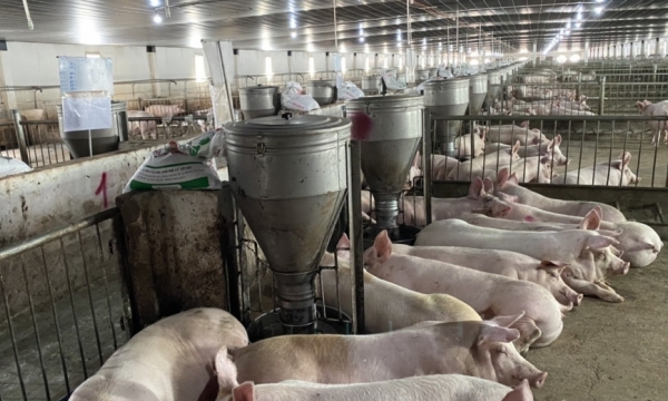 Sản phẩm thịt heo ăn chuối Bapi Hoàng Anh Gia Lai ra mắt vào ngày 11/3