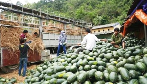 TQ siết yêu cầu với nông sản Việt: Thị trường đã khác...