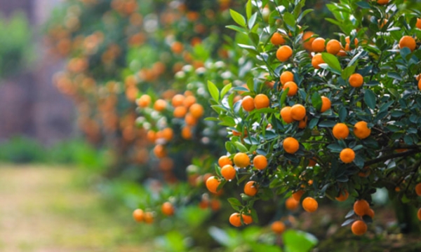 Cận Tết, đào quất giảm giá vẫn 'đìu hiu' vắng khách