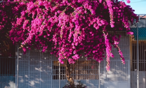 Cây hoa giấy 'siêu to khổng lồ' rợp bóng một góc tại Kontum khiến cư dân mạng trầm trồ