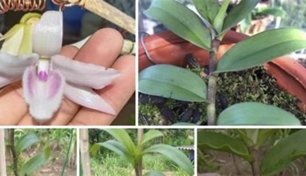 Lan đột biến 46 tỷ ở Điện Biên: Chiêu thổi giá cũ