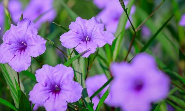 Cổ phiếu tăng 167% chỉ sau 2 tuần giao dịch, nhóm Louis đã nắm hơn 20% vốn tại Dược Lâm Đồng (LPD)