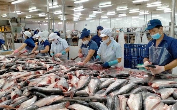 Xuất khẩu cá tra sang UAE tăng mạnh