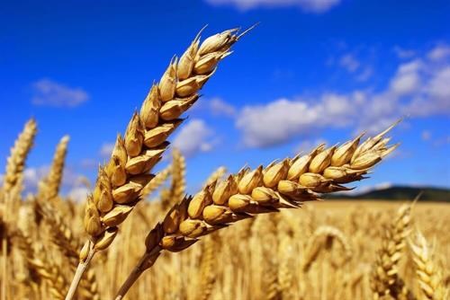 Nguồn cung dự trữ lúa mì toàn cầu chỉ đủ dùng trong 10 tuần nữa