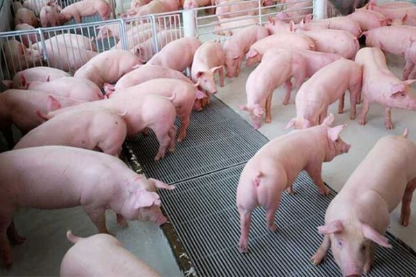 Giá lợn heo hơi hôm nay 27/7: Giảm từ 1.000 - 3.000 đồng/kg