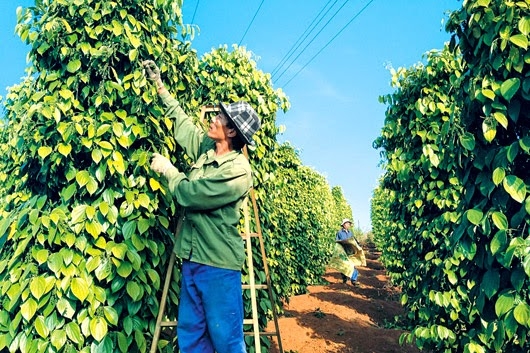 Giá tiêu hôm nay 5/8: Điều chỉnh tăng