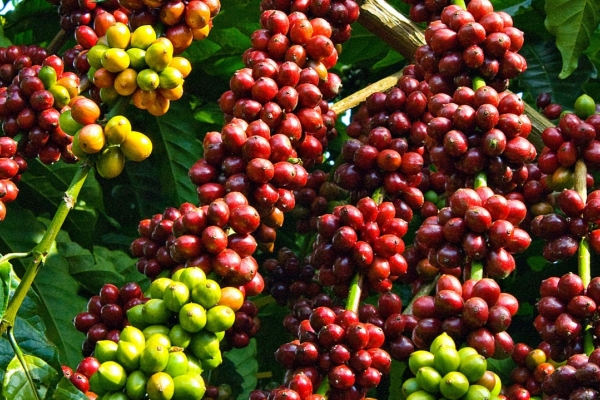 Giá cà phê hôm nay 10/8: Thị trường trong nước cao nhất 45.900 đồng/kg