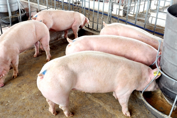 Giá lợn heo hơi hôm nay 14/9: Điều chỉnh giảm 1.000 - 4.000 đồng/kg