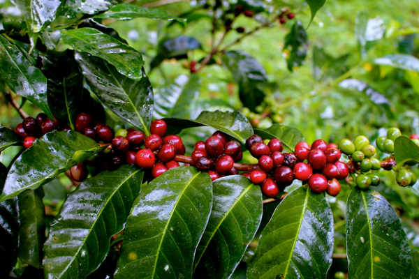 Giá cà phê hôm nay 21/9: Thu mua cao nhất ở mức 47.500 đồng/kg