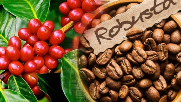 Giá cà phê hôm nay 26/9: Robusta ở mức cao