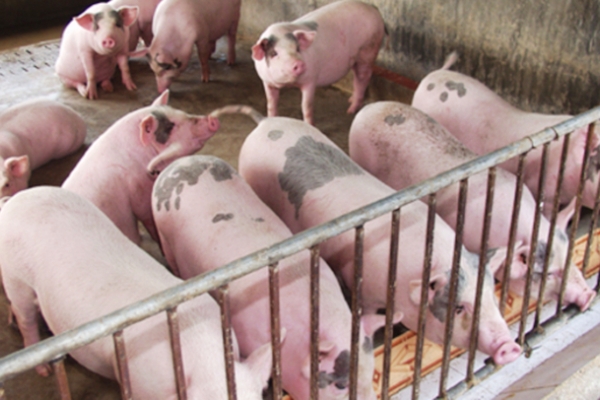 Giá lợn heo hơi hôm nay 26/9: Cao nhất là 63.000 đồng/kg