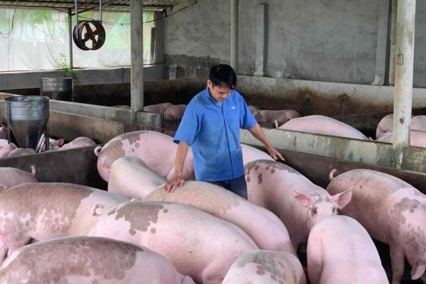 Giá lợn heo hơi hôm nay 28/9: Giảm sâu từ 1.000 - 5.000 đồng/kg