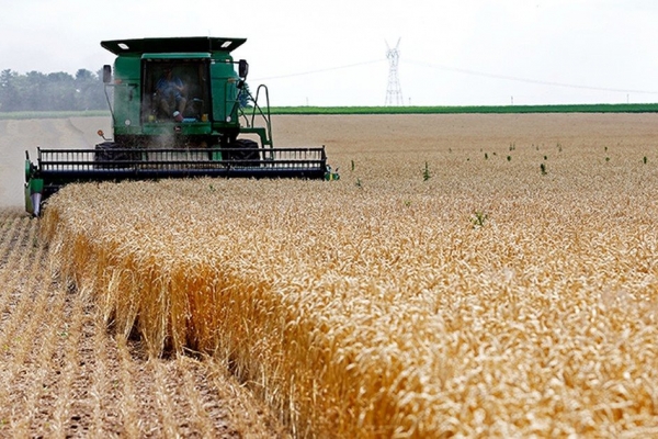 Lúa mì dẫn dắt đà tăng trên thị trường nông sản