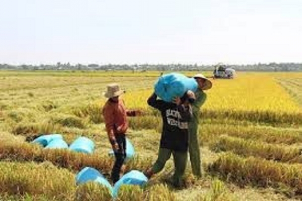 Giá gạo còn nhiều dư địa tiếp tục tăng trong thời gian tới