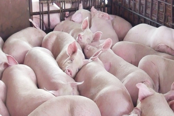Giá heo hơi hôm nay 19/11: Ghi nhận mức cao nhất là 55.000 đồng/kg