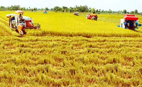 Giá lúa gạo được dự đoán sẽ giữ vững ở mức cao vào những ngày cuối năm