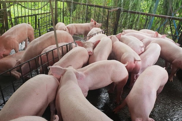 Giá heo hơi hôm nay 18/1: Duy trì ổn định