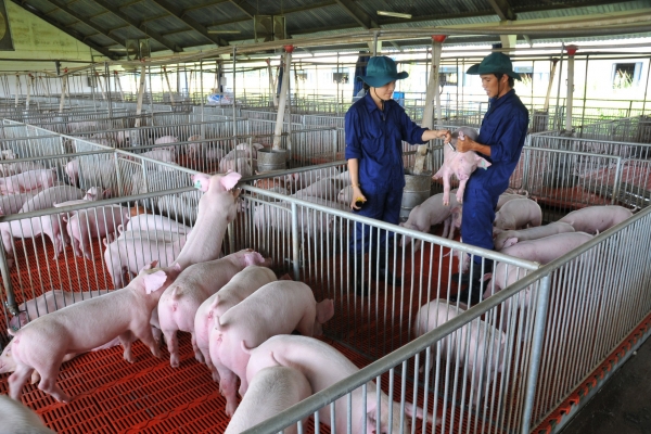 Giá heo hơi hôm nay 27/1: Lặng sóng trên diện rộng