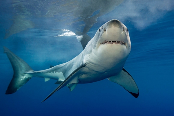 Thêm một 'cá mập' thua lỗ đậm trong tháng 2 nhưng vẫn lạc quan tin rằng nhịp chỉnh là cơ hội để 'gom hàng'