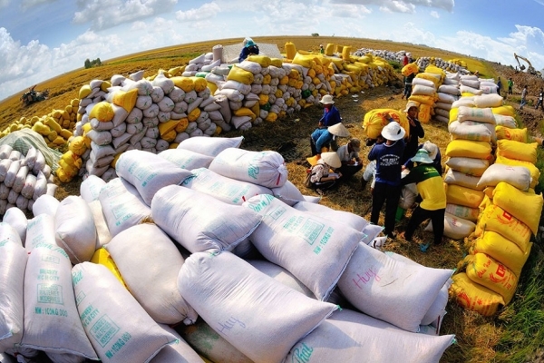 Giá gạo xuất khẩu Việt Nam đắt nhất thế giới: Nên mừng hay lo?