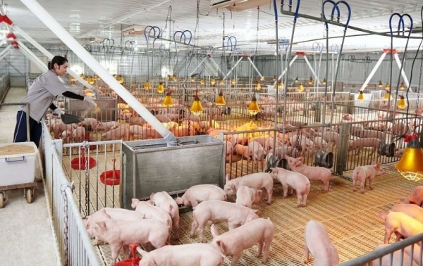 Giá heo hơi hôm nay 22/11: Giảm tại miền Nam