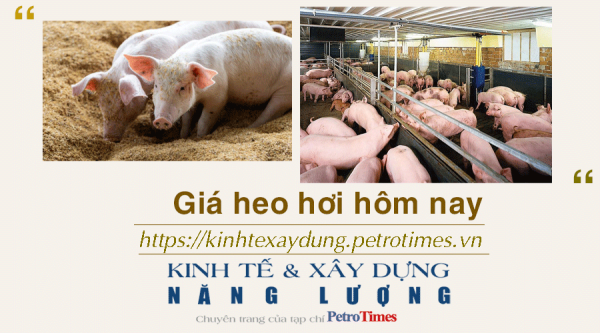 Giá heo hơi hôm nay 29/11: Đồng loạt giảm