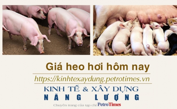 Giá heo hơi hôm nay 8/12: Tiếp tục giảm