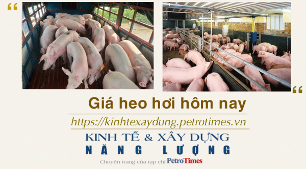 Giá heo hơi hôm nay 10/12: Cao nhất ở mức 51.000 đồng