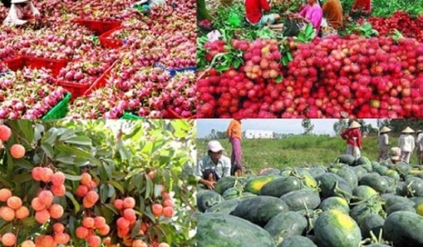 Trung Quốc là thị trường lớn nhất về xuất khẩu hàng rau quả của Việt Nam