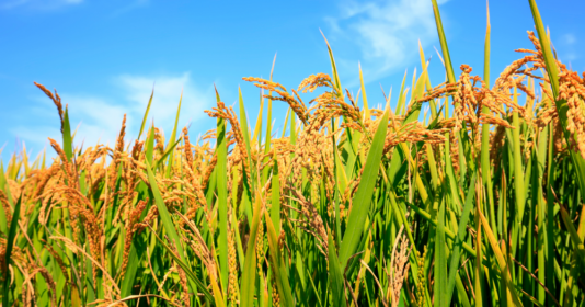 Các chuyên gia dự báo, giá gạo thế giới vẫn tiếp tục duy trì ở mức cao vào năm 2024