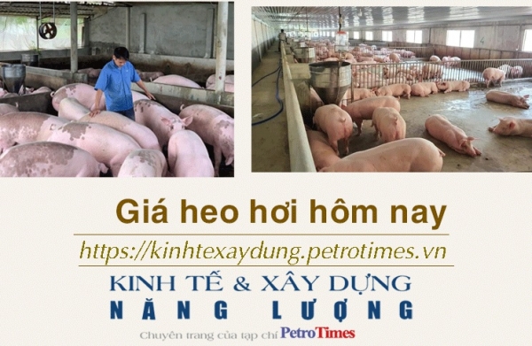 Giá heo hơi hôm nay 11/1: Tăng rải rác