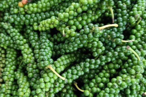 Tiêu xanh Việt Nam tăng đột biến 1.300%, chợ bán 1,6 triệu đồng/kg
