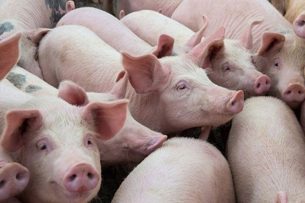 Giá lợn heo hơi hôm nay 31/7: Ghi nhận mức cao nhất 69.000 đồng/kg