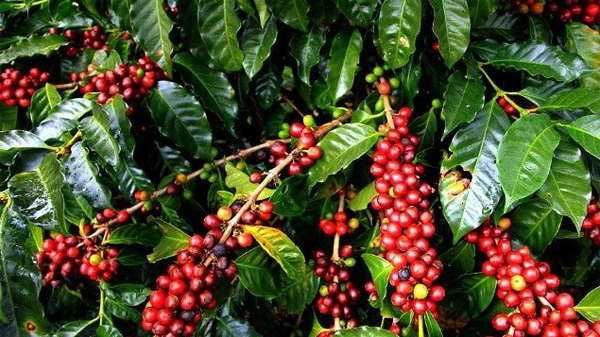 Giá cà phê hôm nay 26/10: Robusta lại bị kéo xuống dưới vùng 2.000 USD/tấn