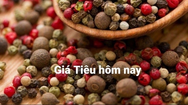 Giá tiêu hôm nay 13/11: Chững lại và đi ngang