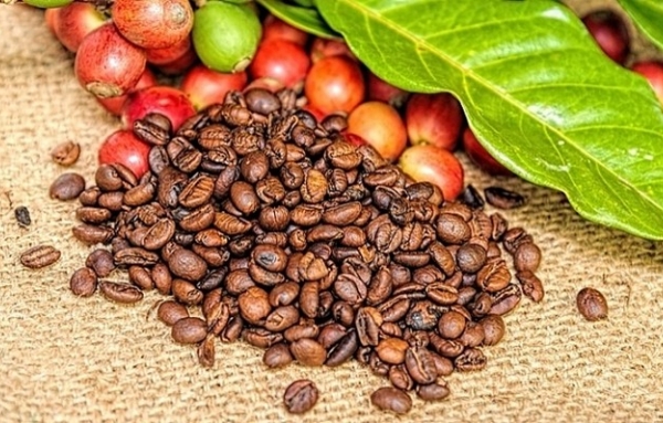 Giá cà phê hôm nay 15/12: Robusta trên đà hồi phục