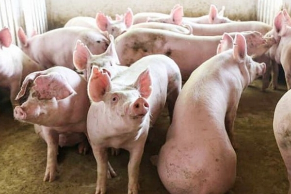 Giá heo hơi hôm nay 15/2: Điều chỉnh giảm ở một số nơi