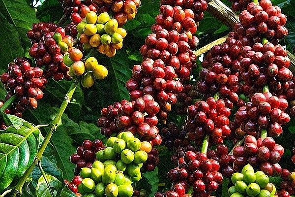 Giá cà phê hôm nay 3/3: Thị trường trong nước tăng mạnh