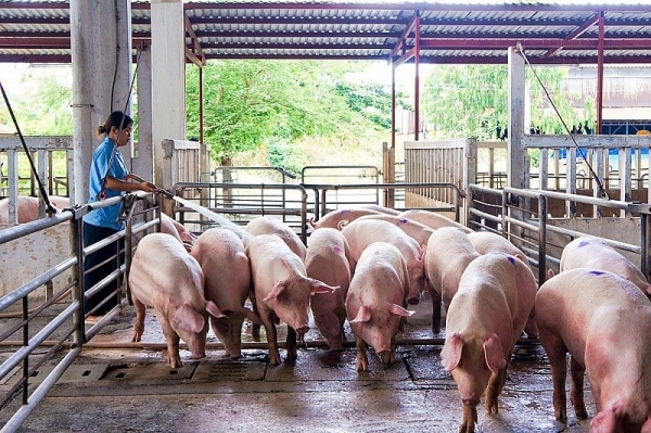 Giá heo hơi hôm nay 16/4: Miền Bắc và miền Nam tiếp tục tăng