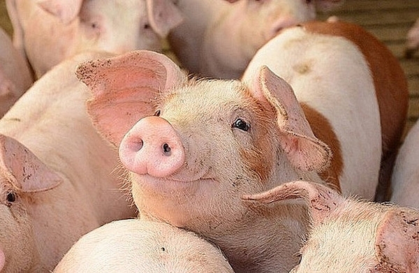 Giá heo hơi hôm nay 5/5: Tăng giảm không đồng đều ở 3 miền