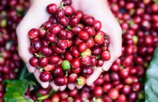 Giá cà phê hôm nay 27/6: Robusta và Arabica đều tăng