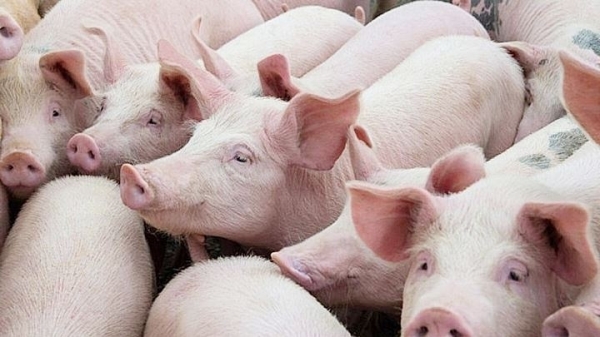 Giá heo hơi hôm nay 15/7: Biến động trái chiều tại phía Nam