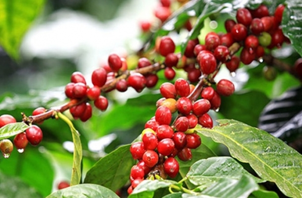 Giá cà phê hôm nay 18/7: Arabica và Robusta biến động trái chiều