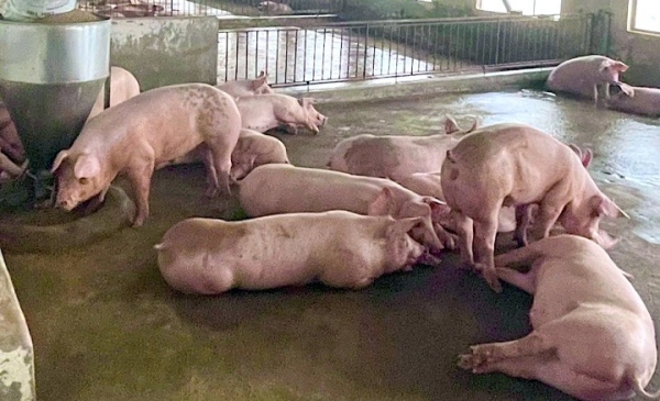 Giá heo hơi hôm nay 18/7: Giữ ổn định