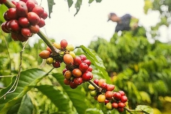 Giá cà phê hôm nay 19/7: Arabica trở lại xu hướng tích cực