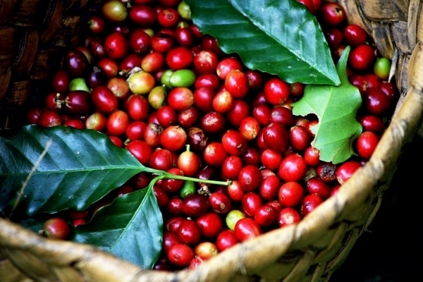 Giá cà phê hôm nay 25/7: Robusta và Arabica đều giữ đà tăng