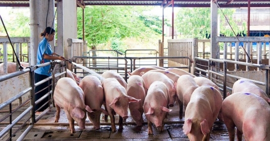 Thị trường lợn hơi trong nước gặp khó vì tình trạng buôn lậu qua biên giới