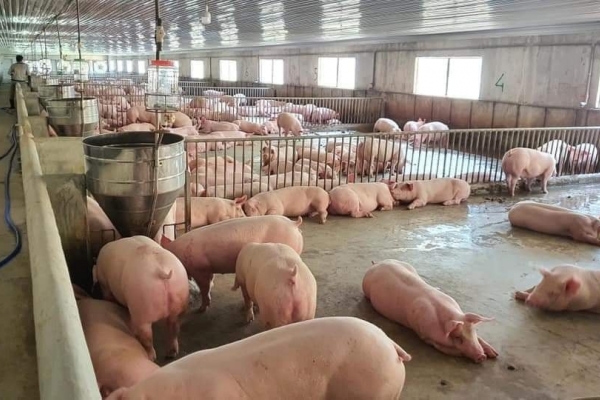 Giá heo hơi hôm nay 26/7: Tiếp tục giảm