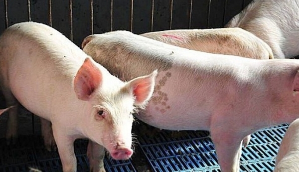 Giá heo hơi hôm nay 3/8: Điều chỉnh trái chiều