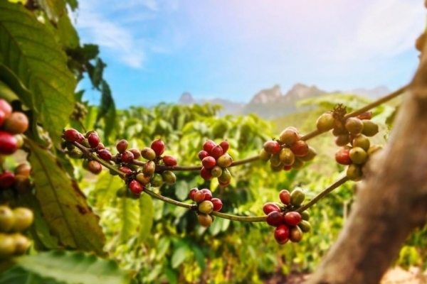 Giá cà phê hôm nay 7/8: Arabica và Robusta đều giảm nhẹ